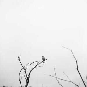 Black and white photograph of a bird on a leafless tree. This represents the pain and loneliness of grief. Maggie Jones Boyle, LPC is a grief counselor in Lawrence and Kansas City, Kansas.