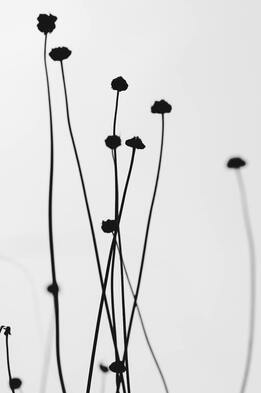 Black and white photo of flowers without petals. This represents the emotional starkness of grief. Sacred Circle Holistic Healing offers online grief counseling for adults in Kansas.
